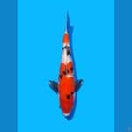 Showa Shansoku (MALE)