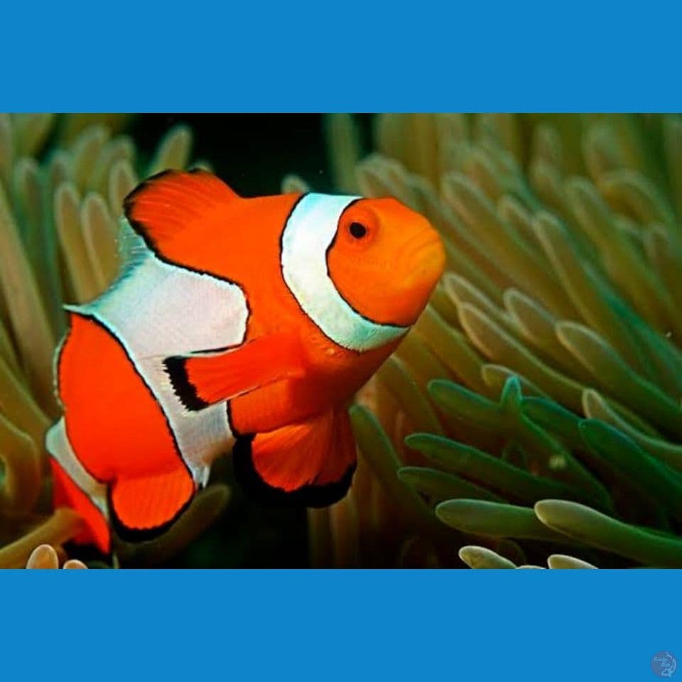 ikan nemo air laut (clown fish)