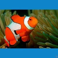 ikan nemo air laut (clown fish)