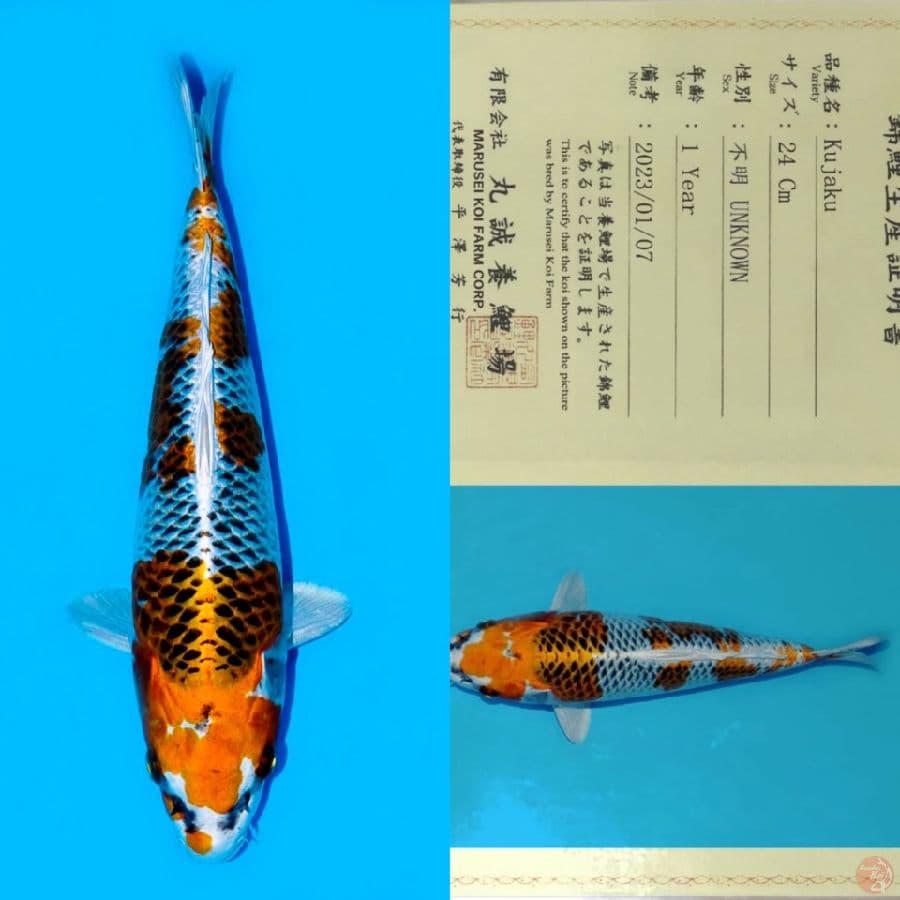MARUSEI KUJAKU HQ 32CM