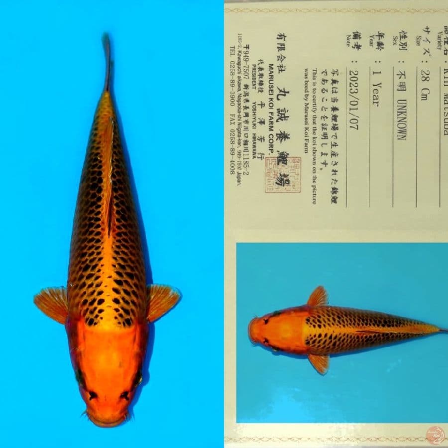 MARUSEI KIN MATSUBA SQ 36CM