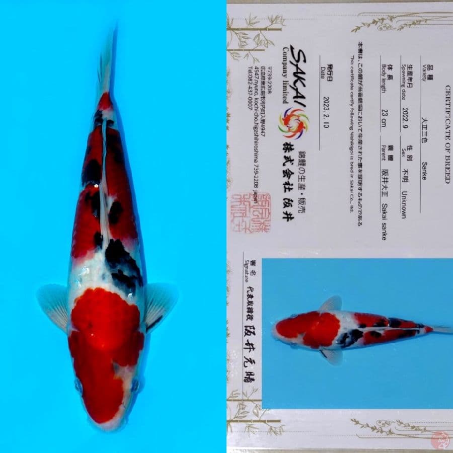 SAKAI SANDAN SANKE HQ 32CM