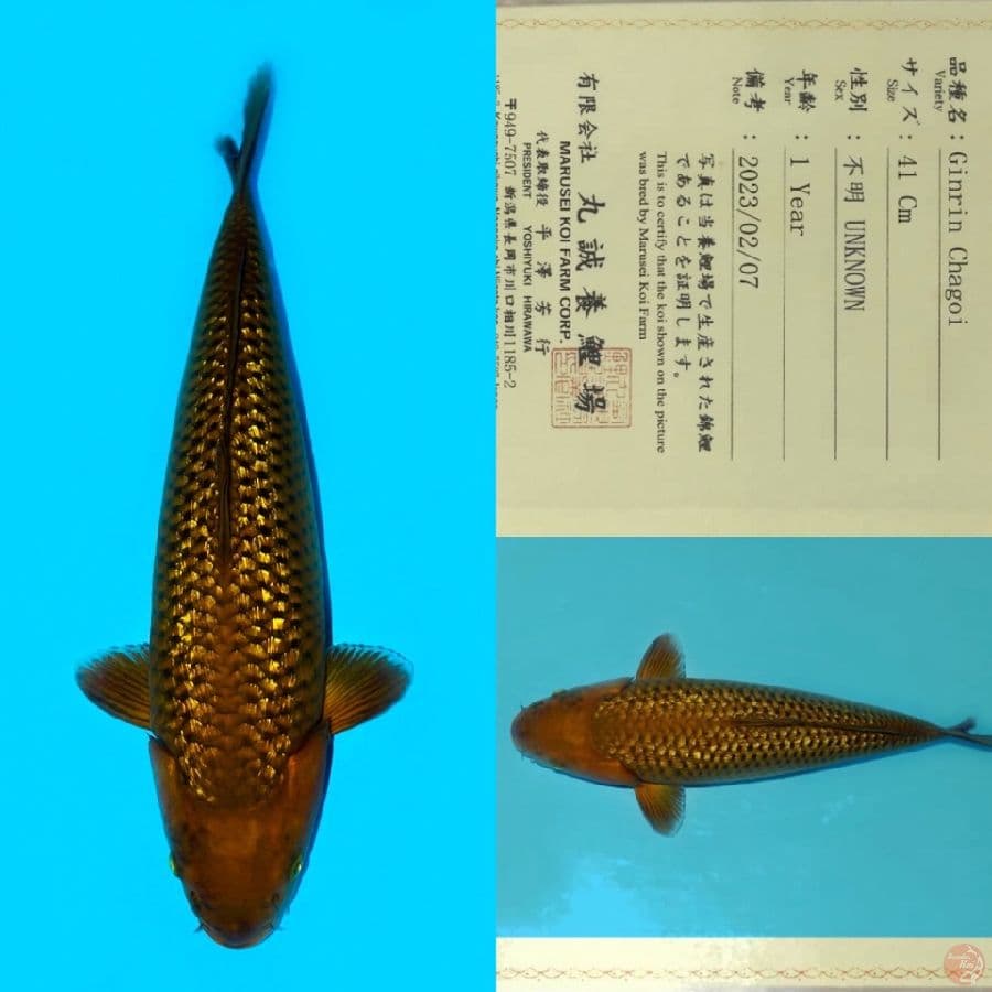 MARUSEI GINRIN CHAGOI HQ 50CM
