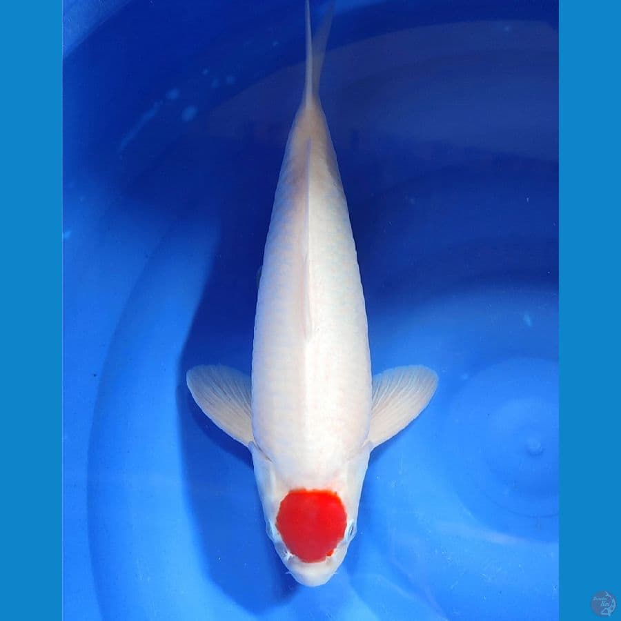 AMUNISI - Tancho kohaku 46male 