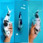 shiro jantan 27 cm