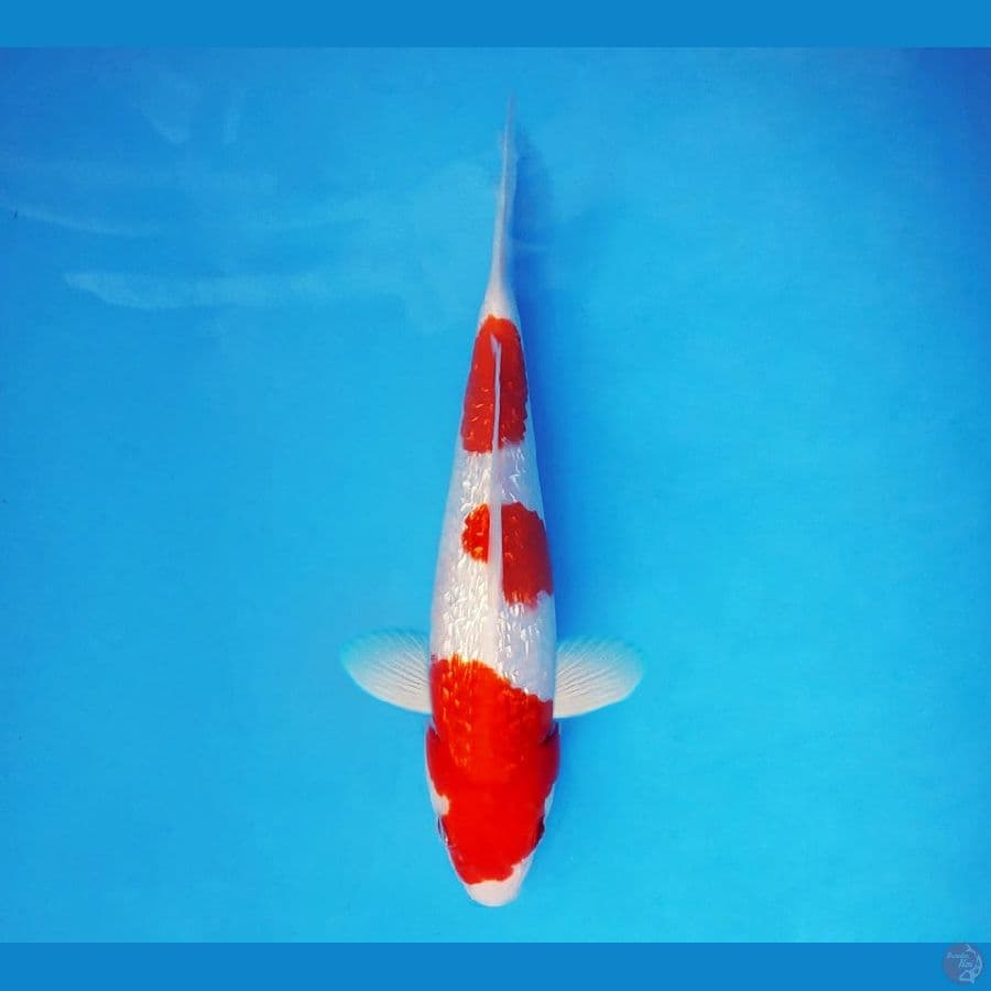 AKAGI 3 - Kohaku Gin Rin 26 cm/male ®