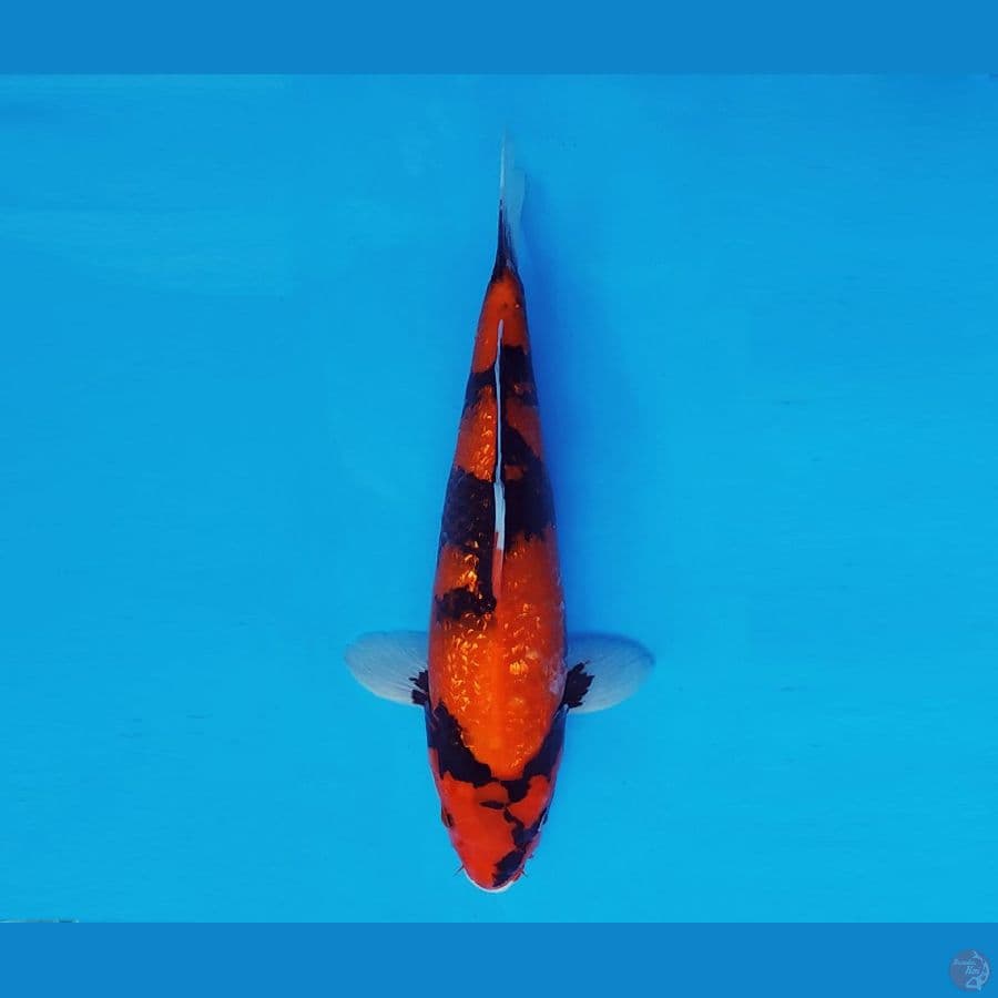 AKAGI 5 - Hi Showa Gin Rin 30 cm/fm ®