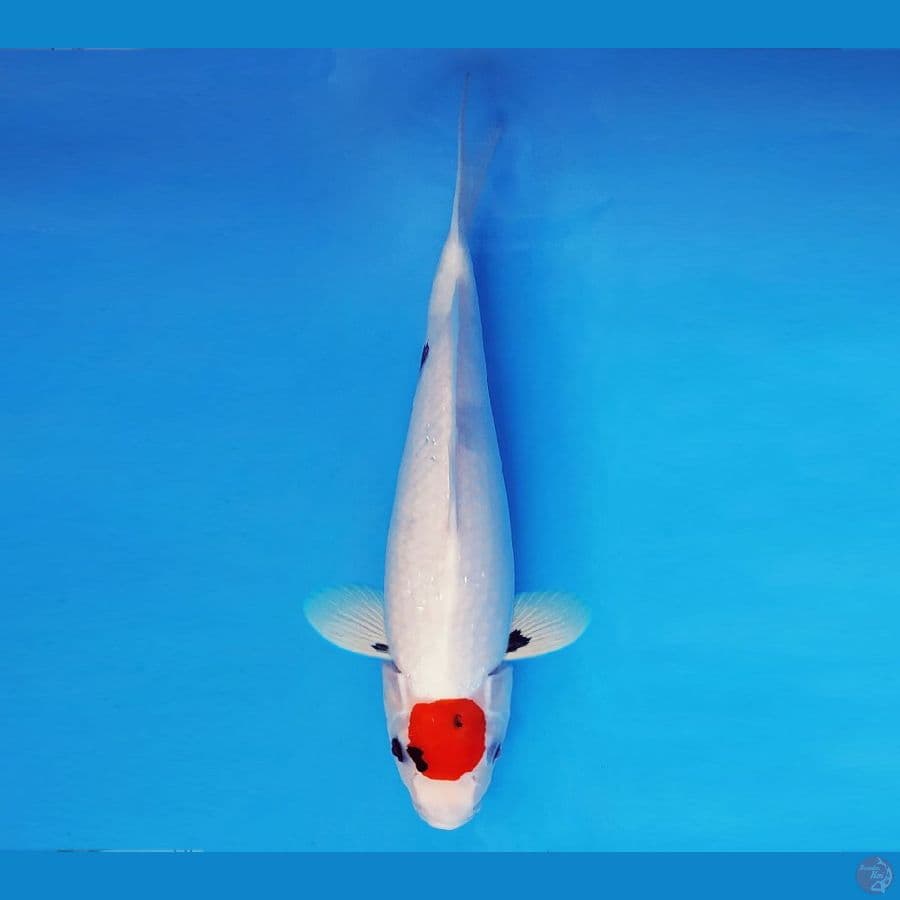 AKAGI 7 - Tancho Showa 37 cm/fm ®
