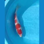 kohaku jantan 32 cm,merah strong..!!