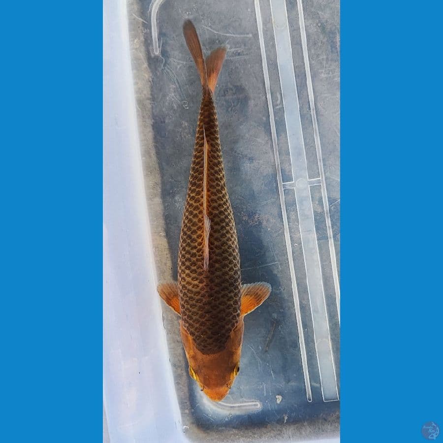 caramel 26 cm