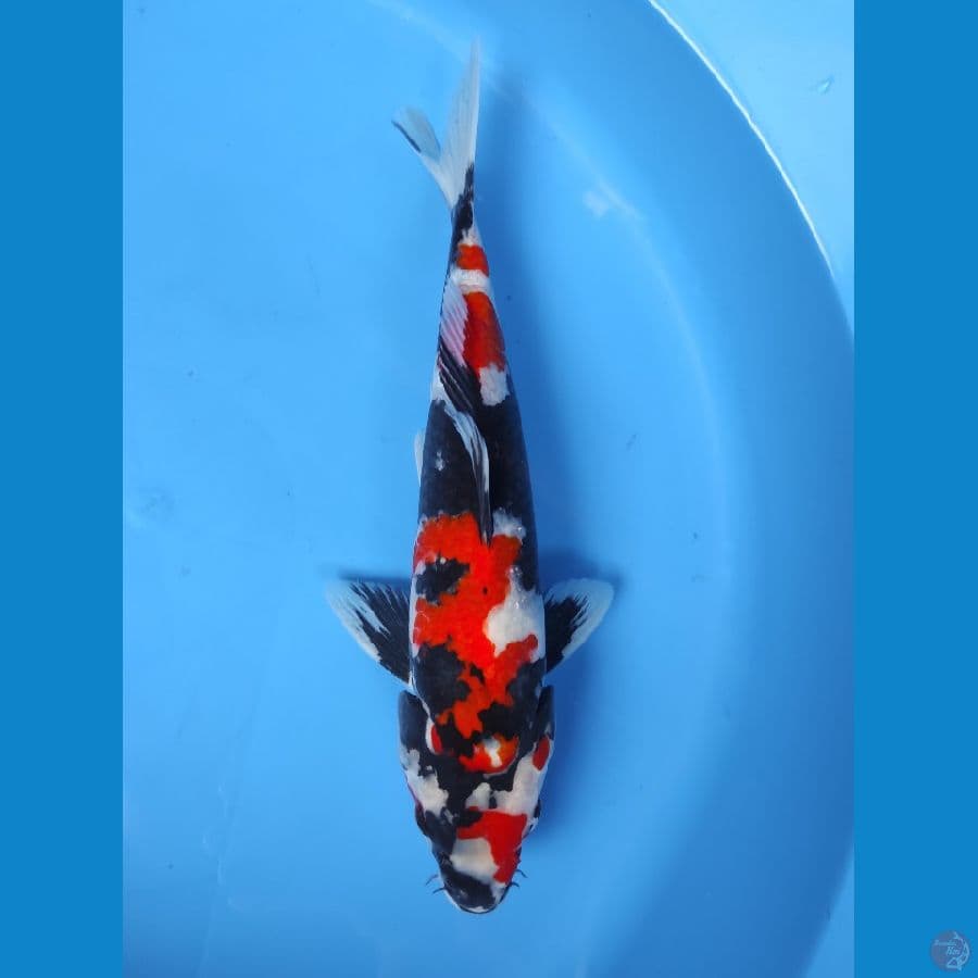 SHOWA GOOD QUALITY - 32CM JANTAN