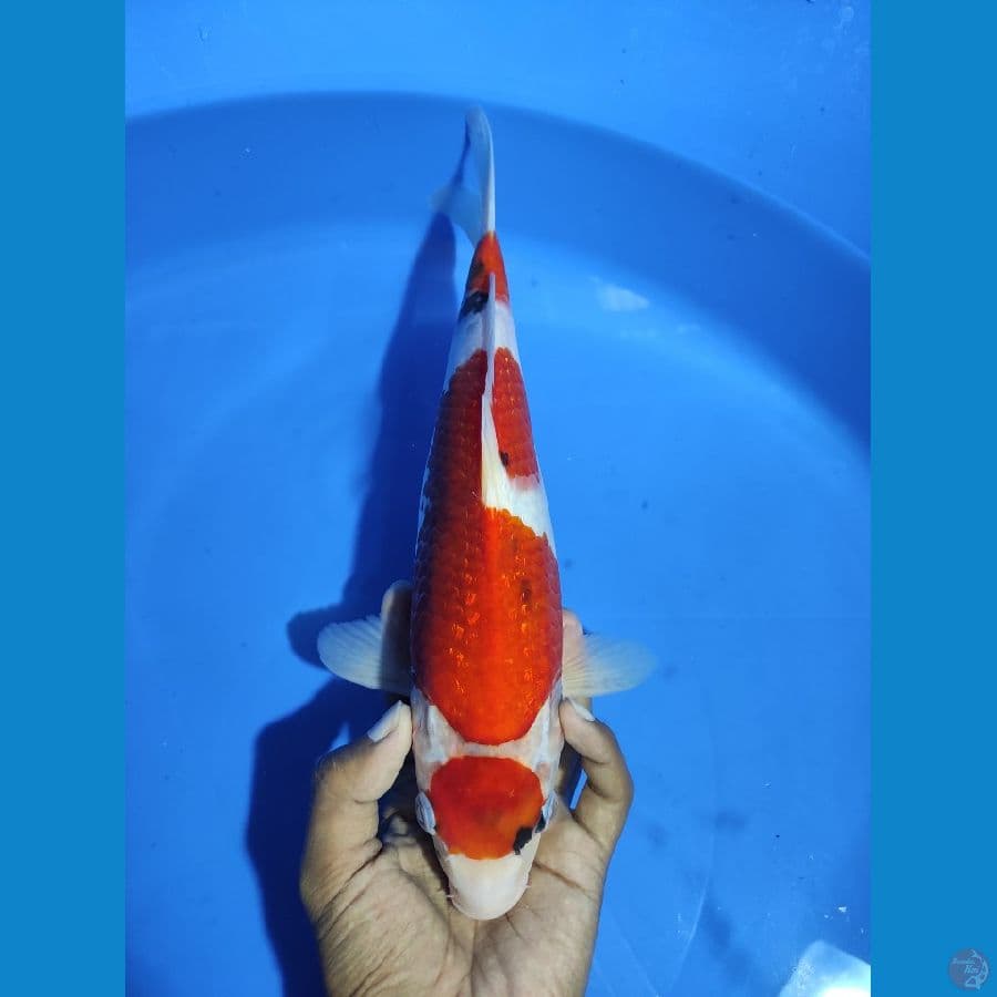 MARUTEN SHOWA STRONG - 32CM JANTAN