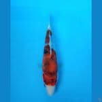 showa tategoi HQ 22 cm
