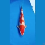 KOHAKU CALON JUMBO JUOS BERPUNUK LOKAL RASA IMPORT JANTAN ORIGINAL