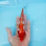 kohaku straight 20cm