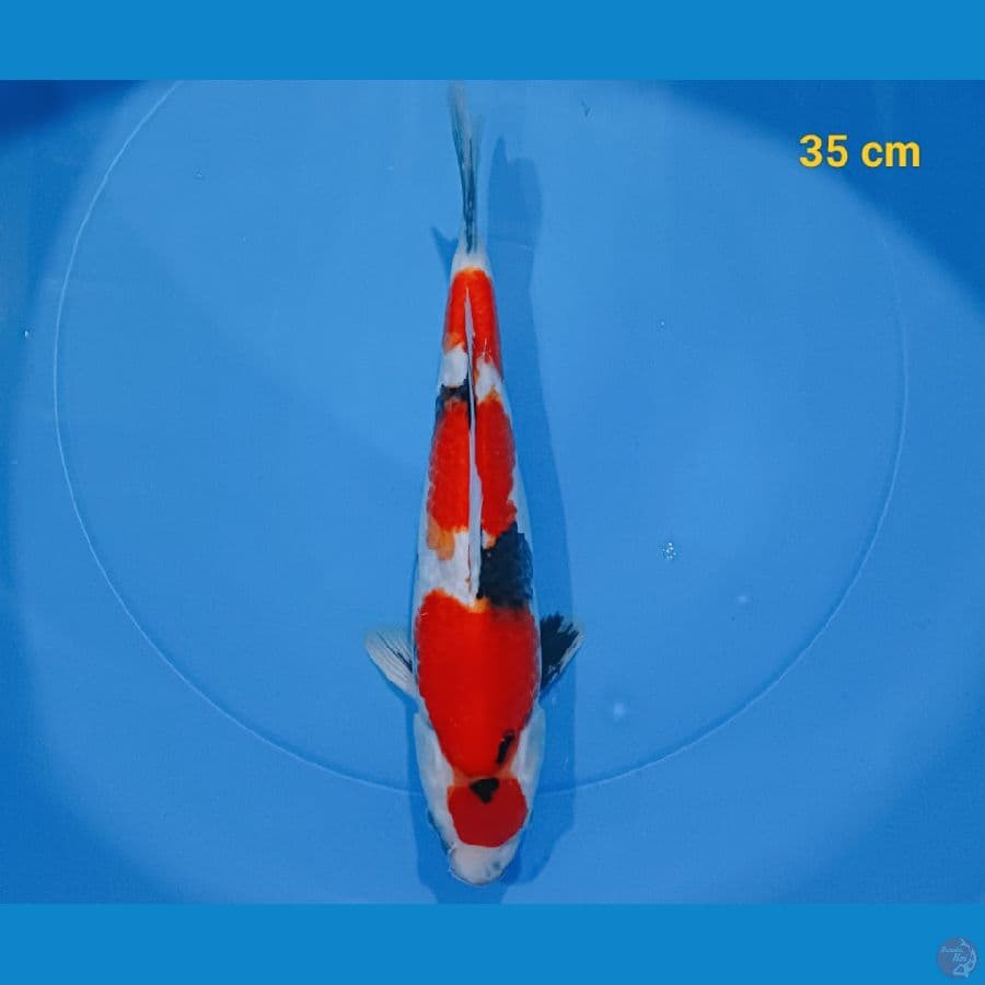 maruten showa 35 cm