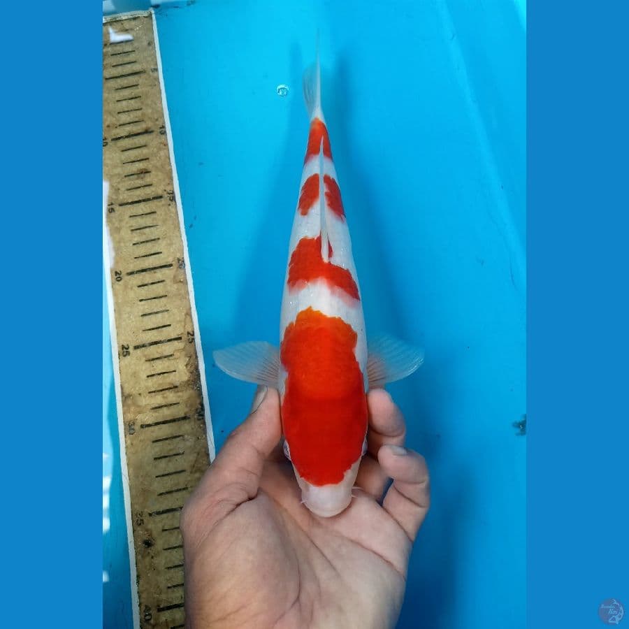 Kohaku male 31cm