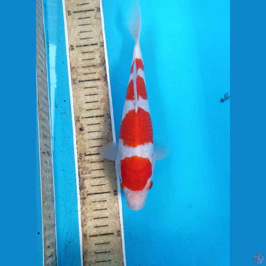 Kohaku 25cm