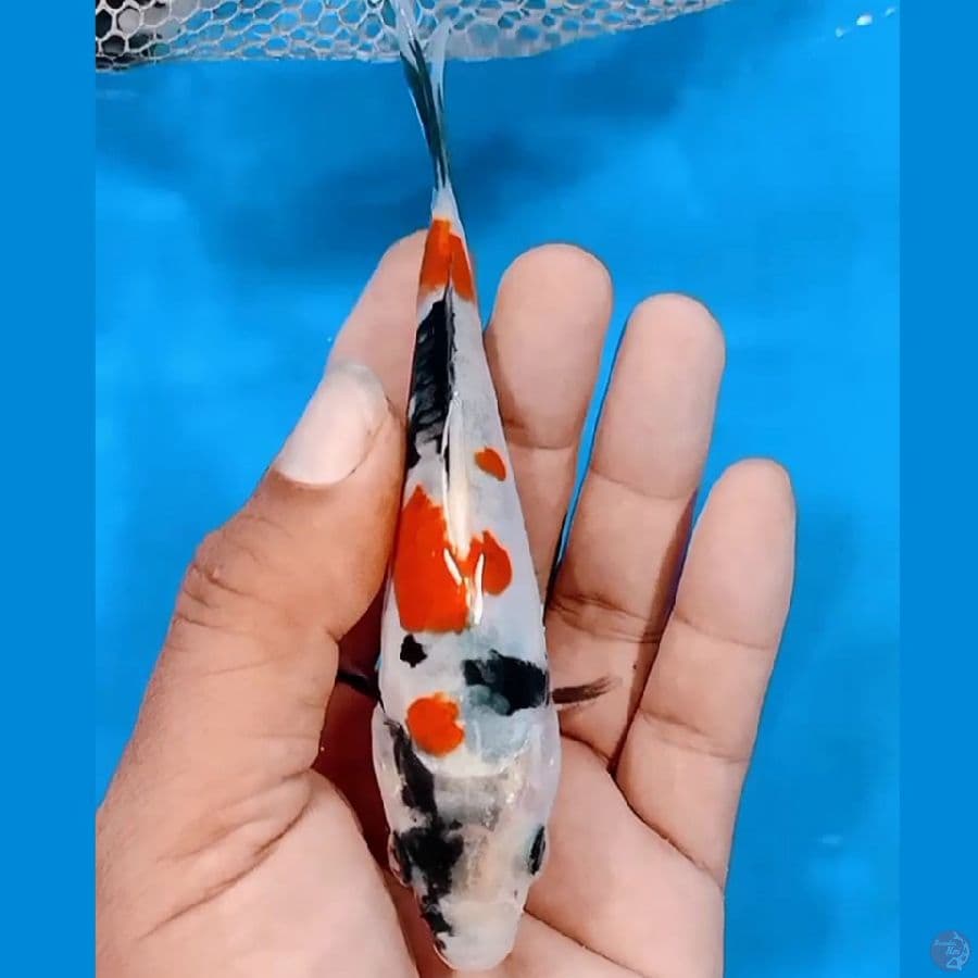 Showa doitsu 14cm