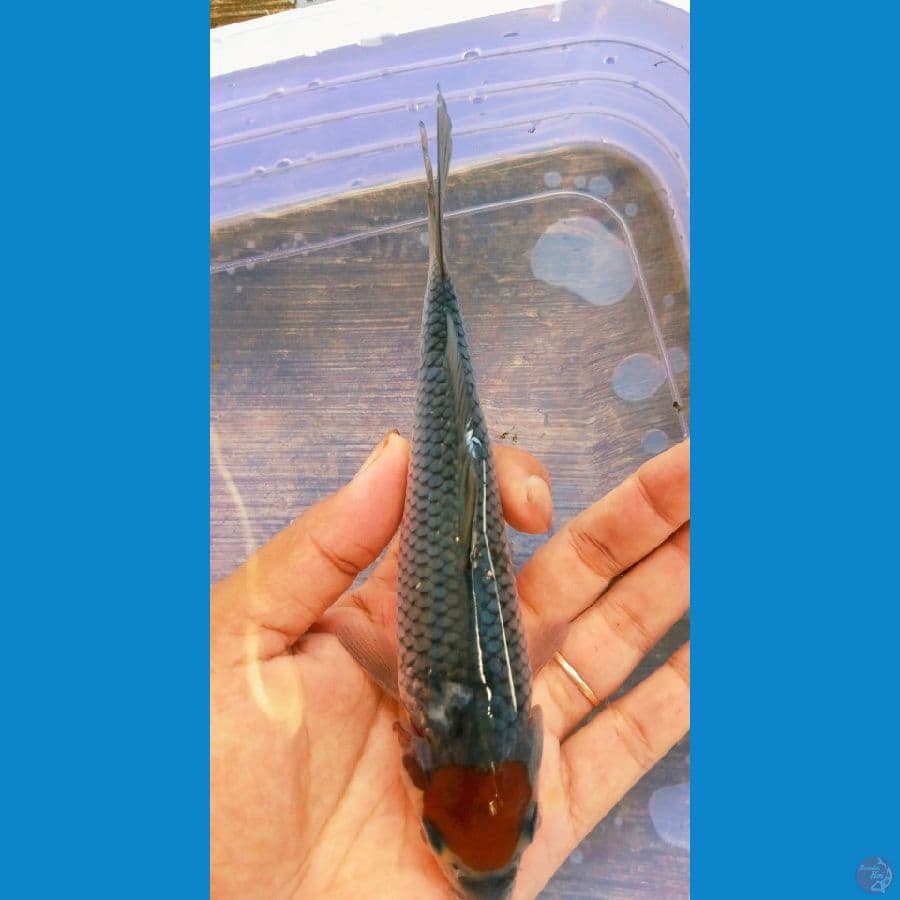 ochiba 15cm