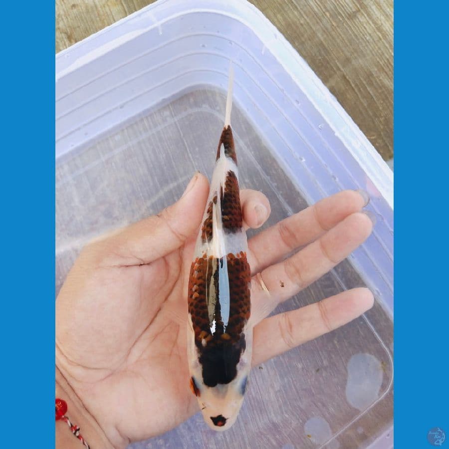 goromo 16cm