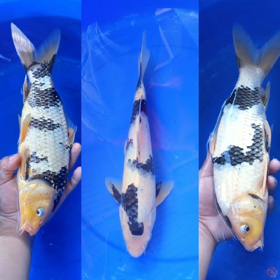 shiro utsuri pola bagus male 31 cm