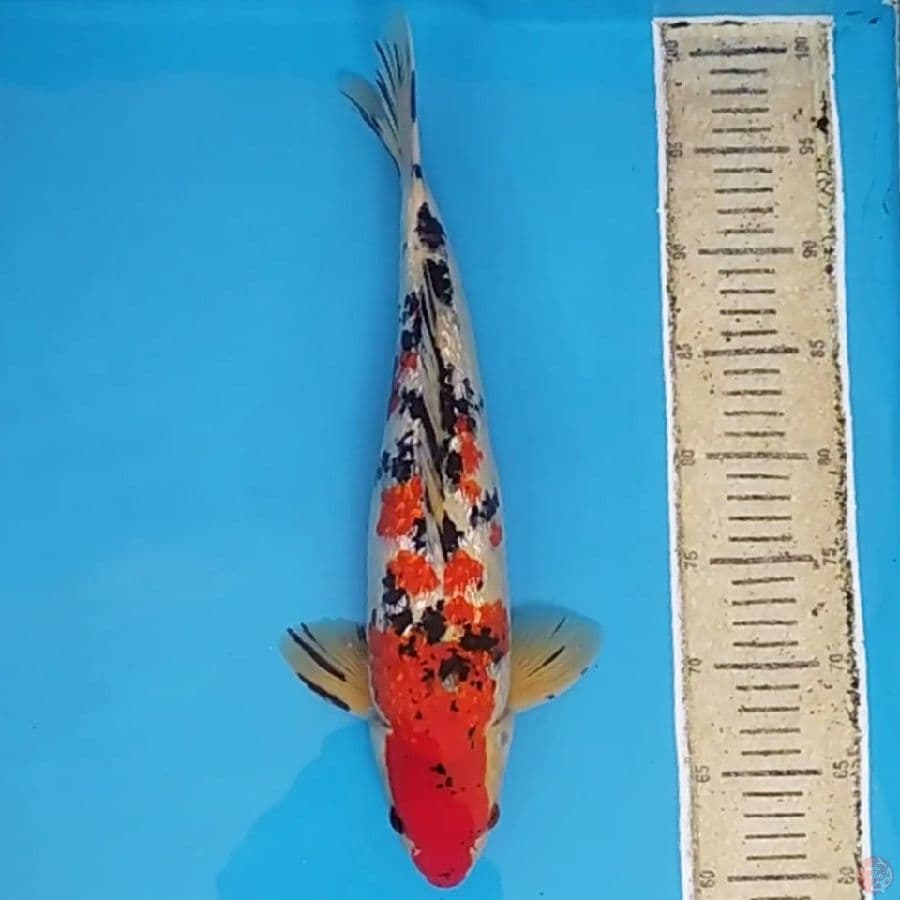 Sanke Ginrin ~40 M