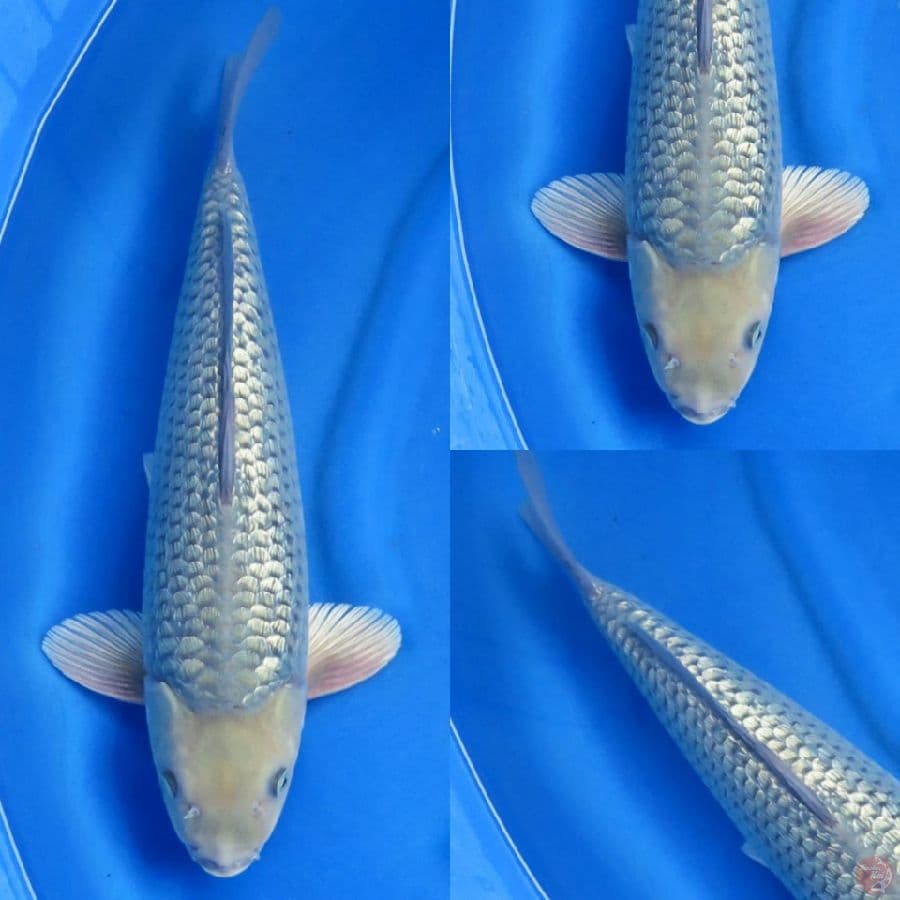 47cm Soragoi No Bocor 