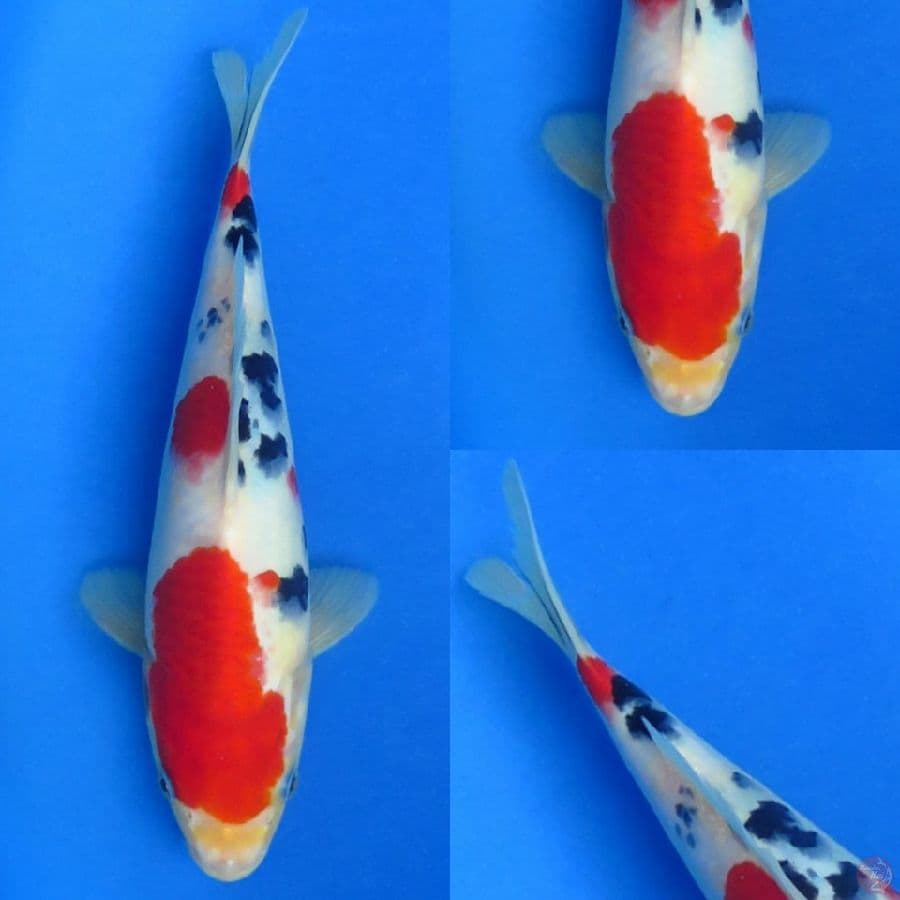 27cm , Red Sanke 