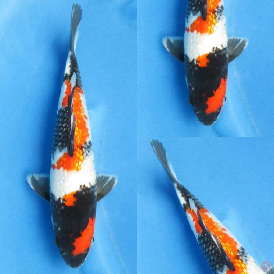 28cm , Showa Ginrin male 