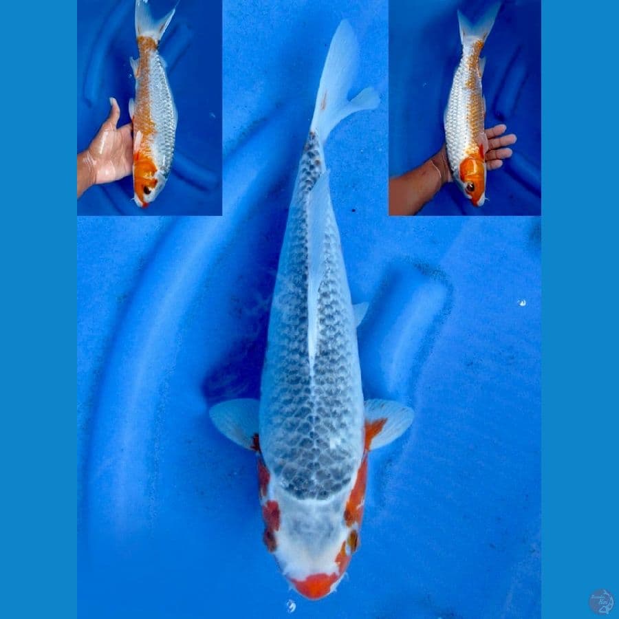 34cm - Asagi Kucibeni