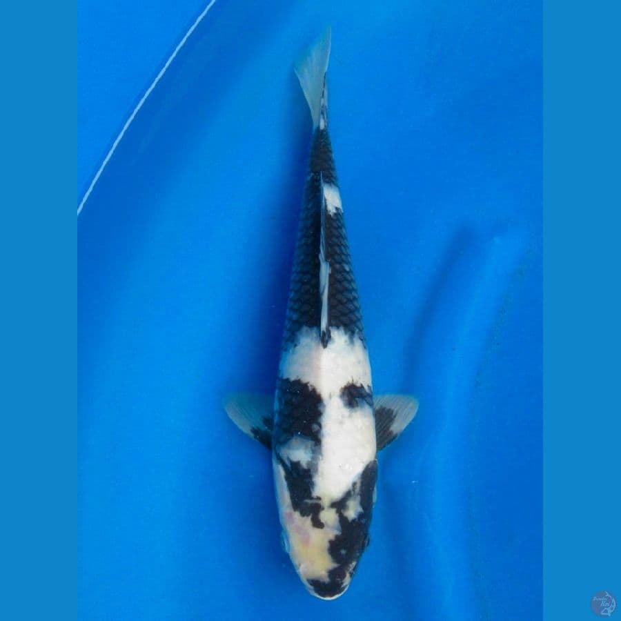 27cm - Shiro Mutogoro