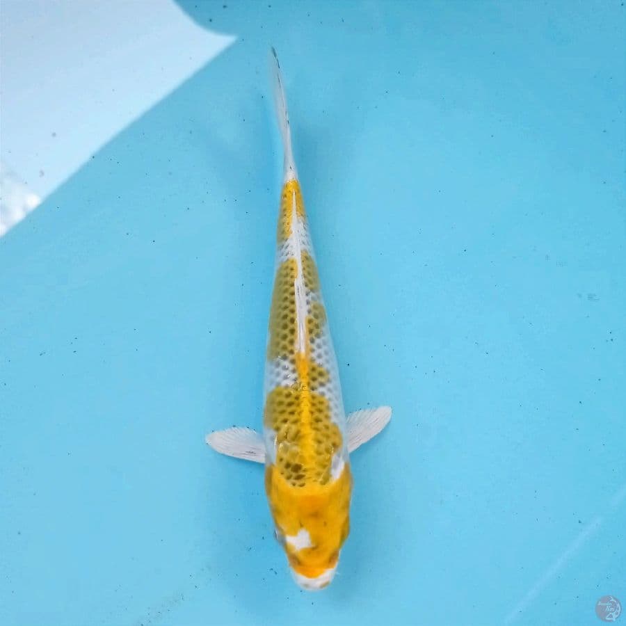 hariwake, 18 cm