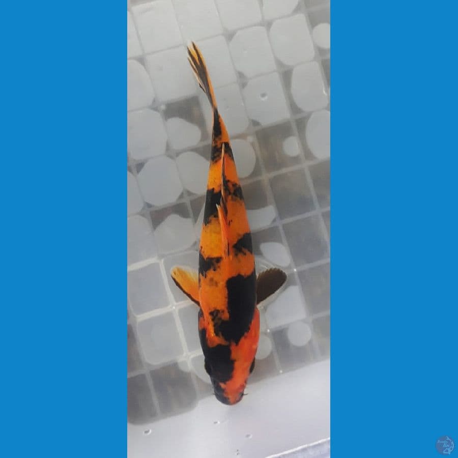 Hi Utsuri 18cm