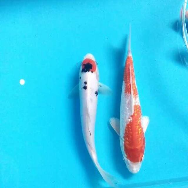 Mix