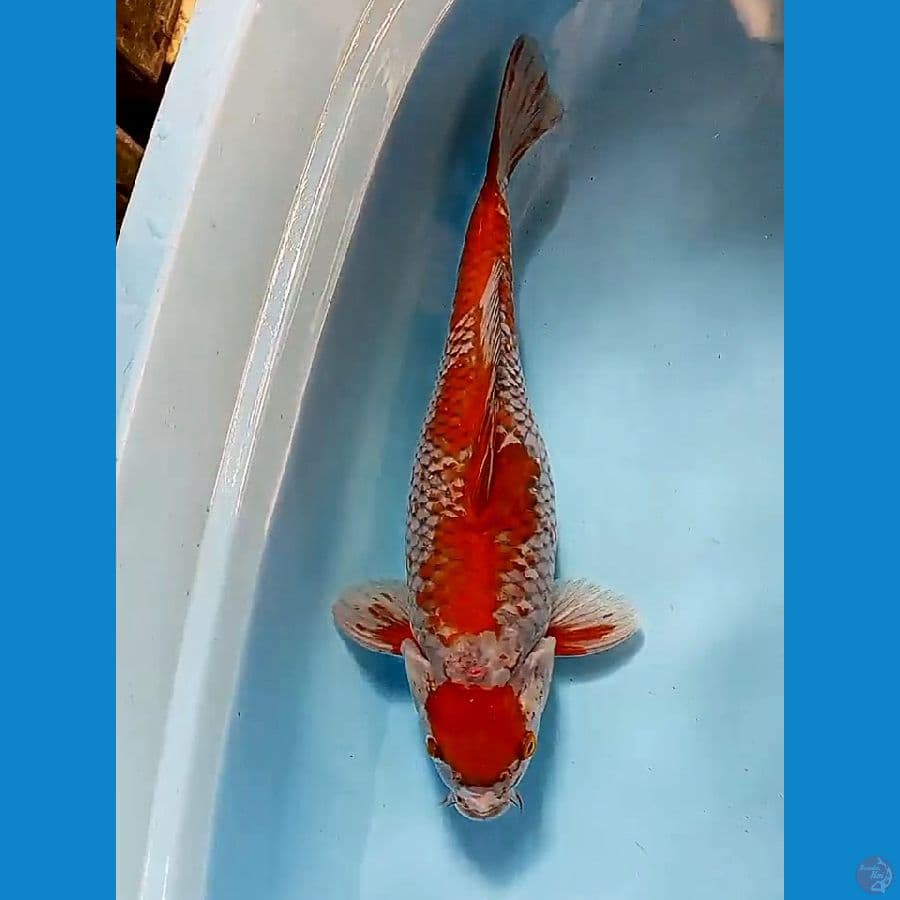 35 cm short ochiba sigure male