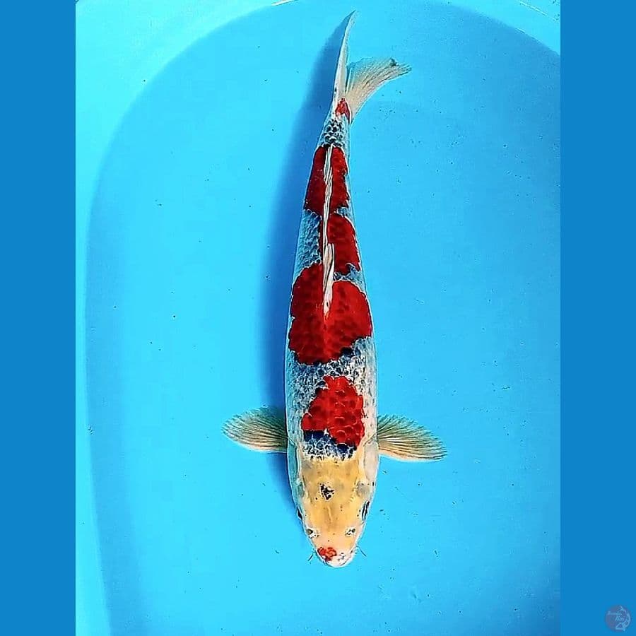 47 cm goshiki super red fm