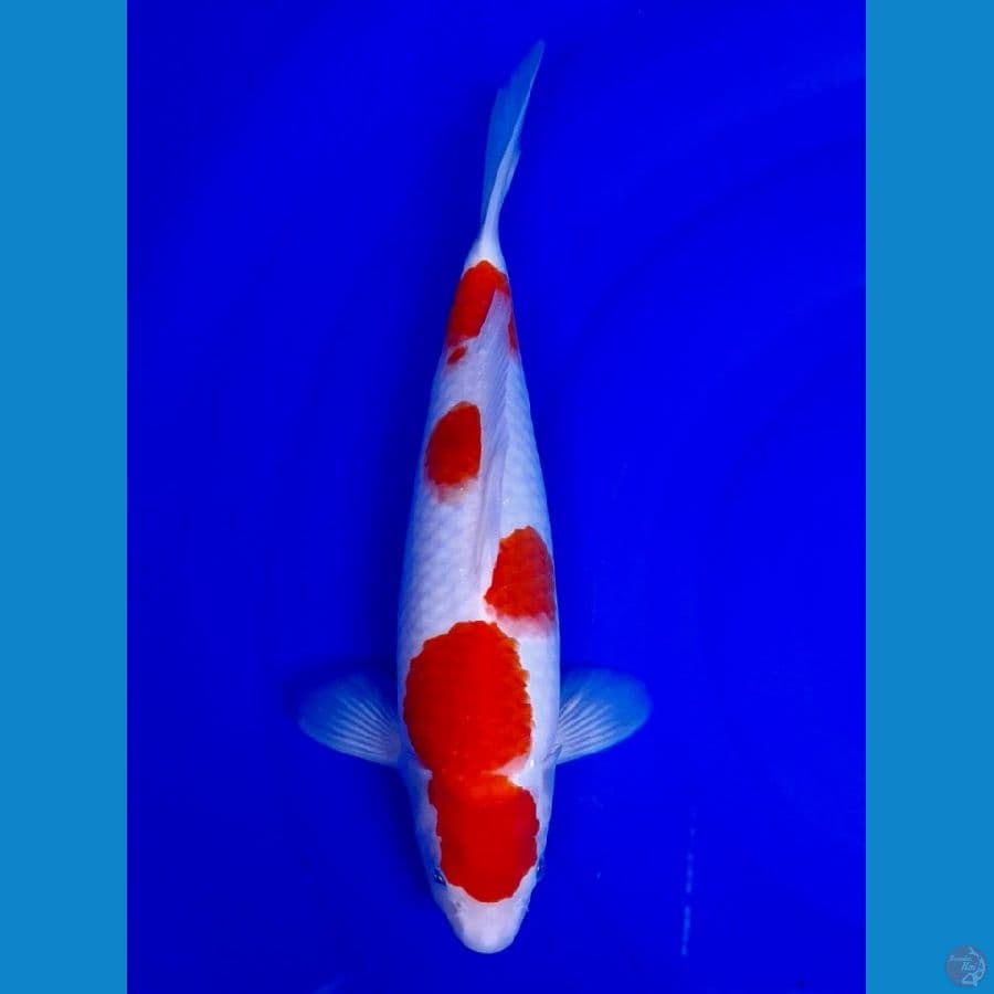 kohaku original 35cm F