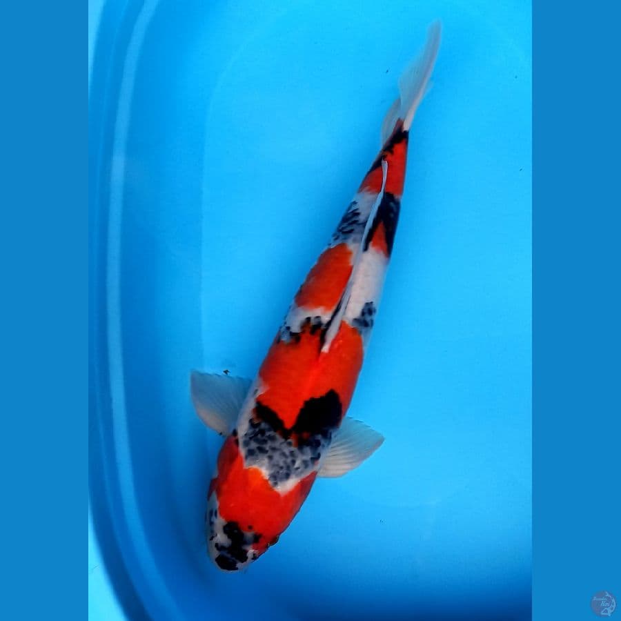 SHOWA TATEGOI SUPER 51CM MALE