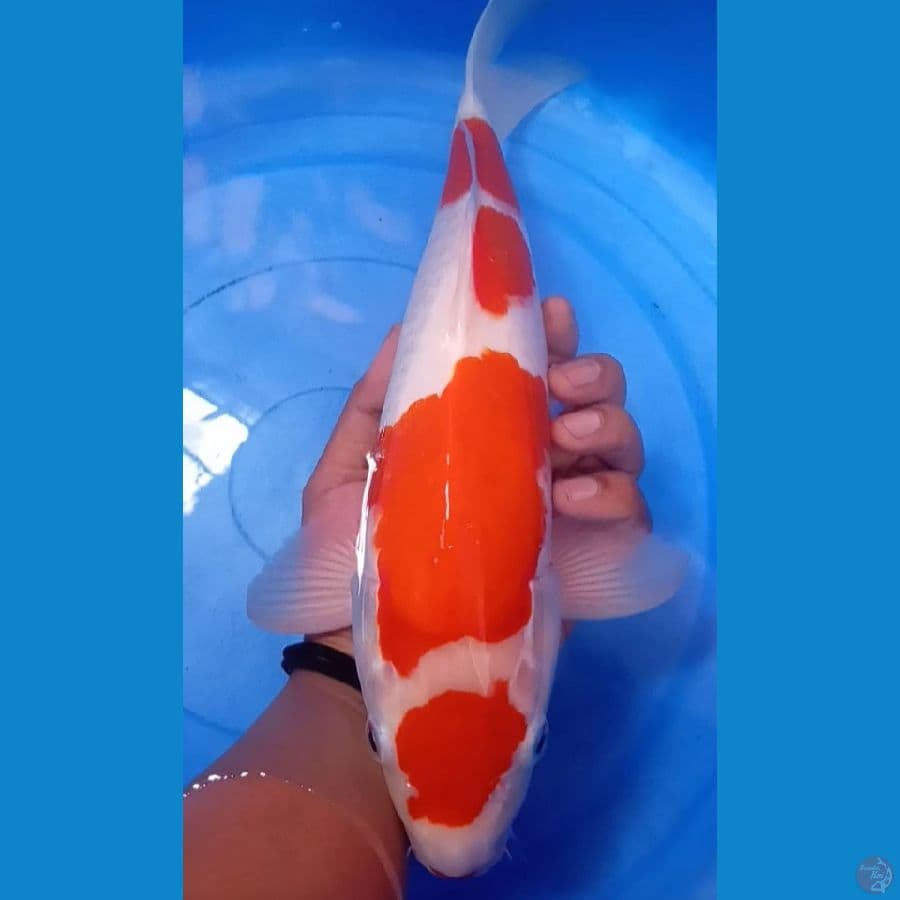 maruten kohaku 42cm