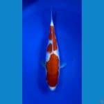 Kohaku Original 33 CM