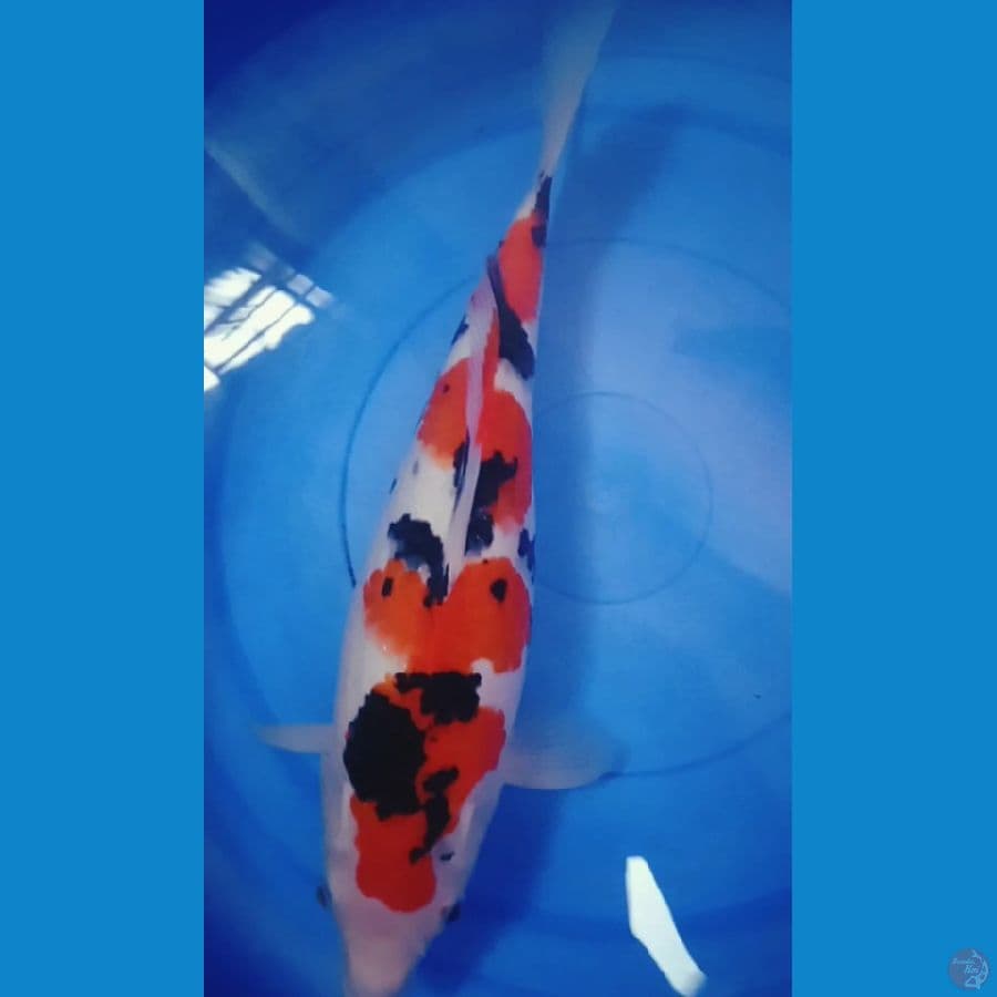 sanke subosumi 39cm