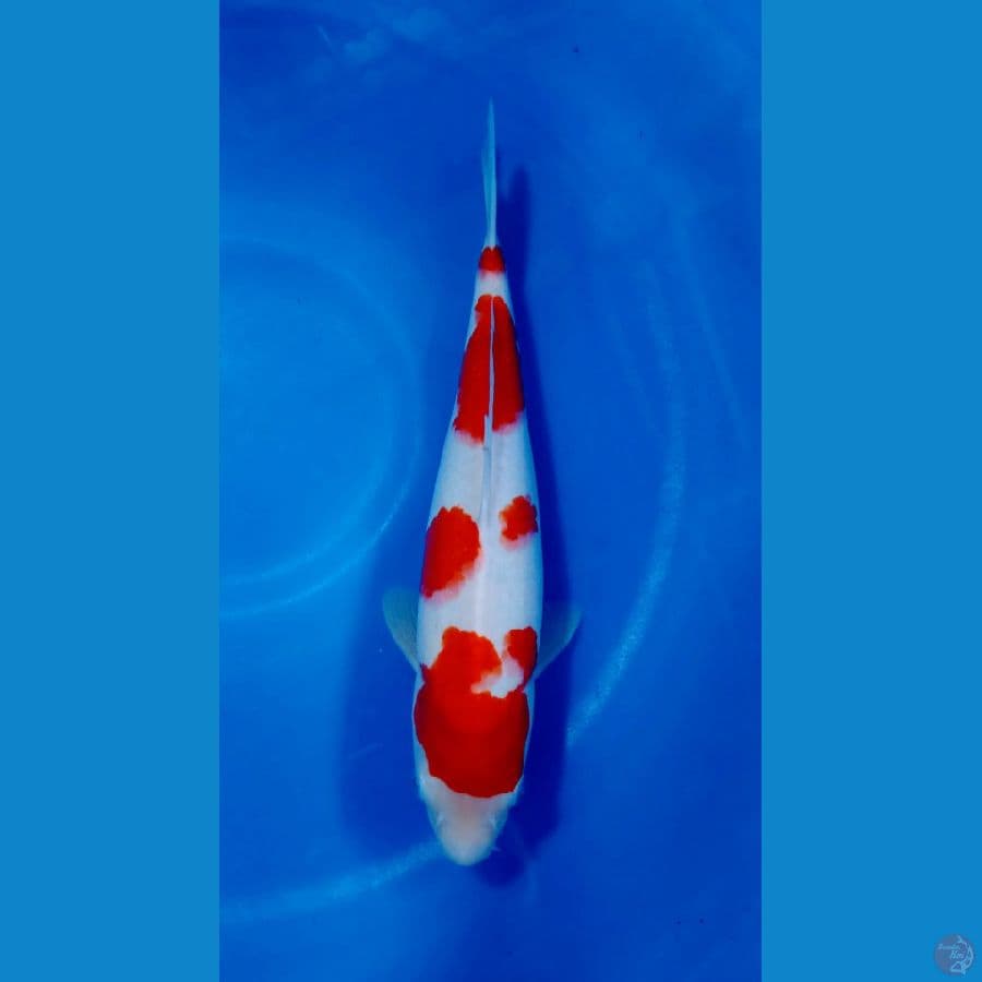 Kohaku original 30 CM