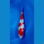 Kohaku original 30 CM