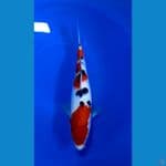 Sanke 30 CM