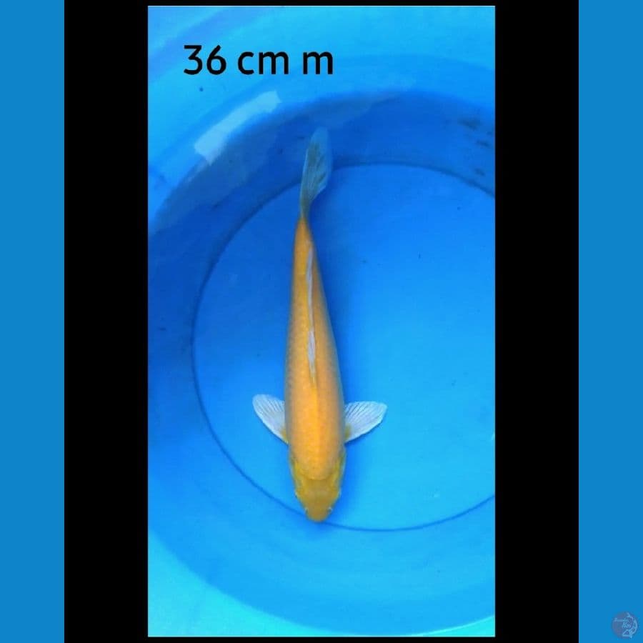 Karashi male res eye punuk 36 cm