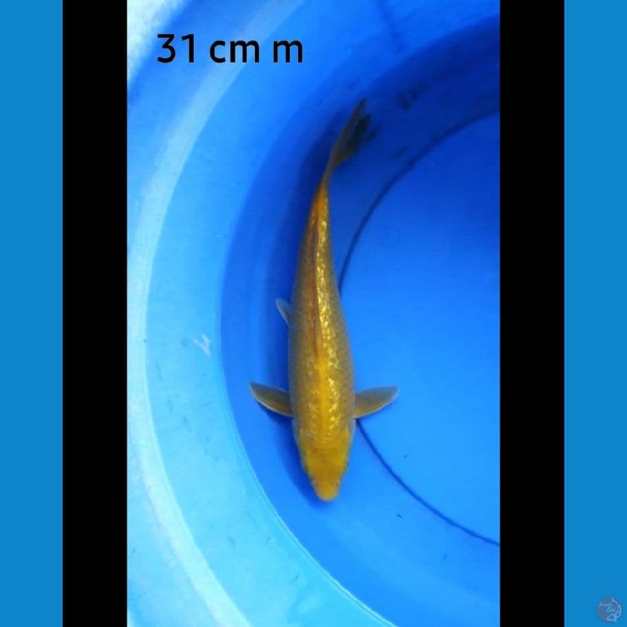 Karashi ginrin male red eye 31 cm