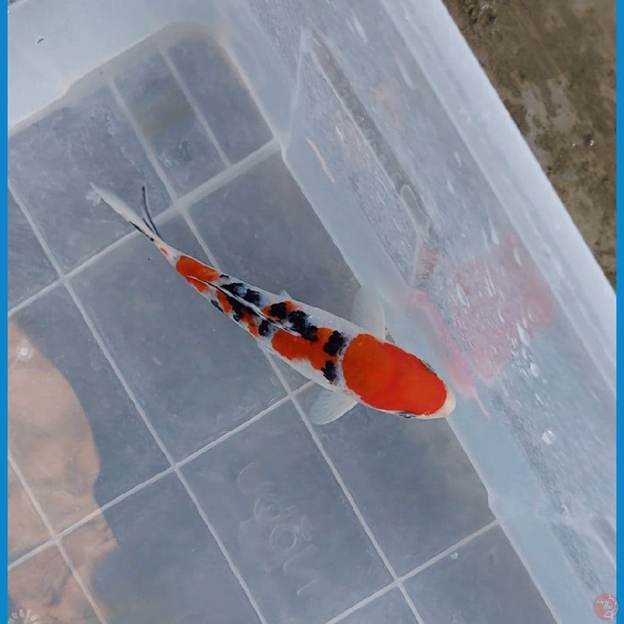 sanke 20Bu bahan kiping SQ