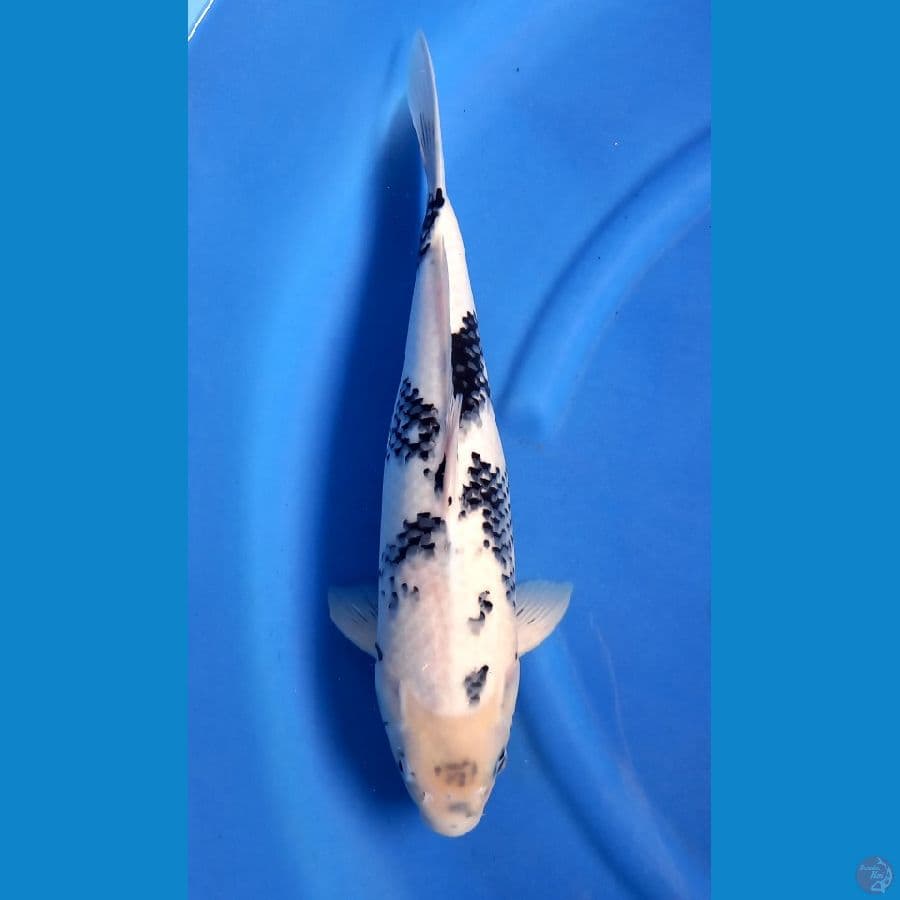 SHIRO TATEGOI 43cm