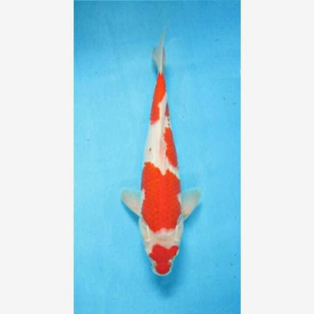CENDRAWASIH KOI SHOP